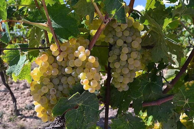Small-Group Vernaccia di San Gimignano Wine Tour - White and Red Wines - Who will enjoy this day most