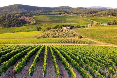 The Complete Wine Tour Brunello, Nobile, Chianti wine experience