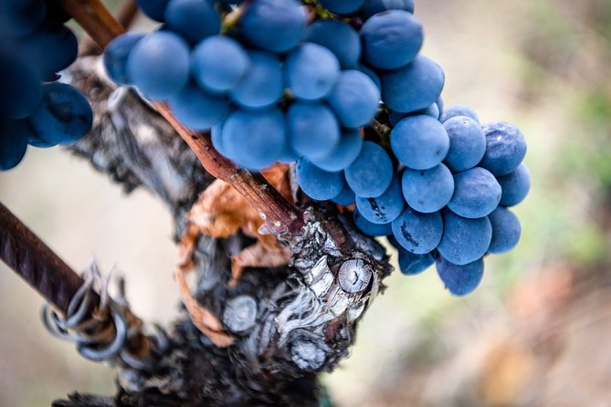 Tour and Tasting at an Organic Winery in the Heart of Chianti Classico Area - From the vines to the cellar