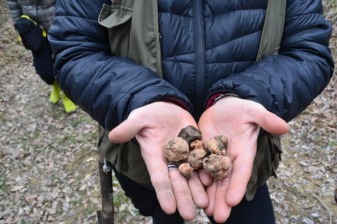 Truffle Hunting Experience with Lunch in San Miniato - Is $241.97 a fair price?