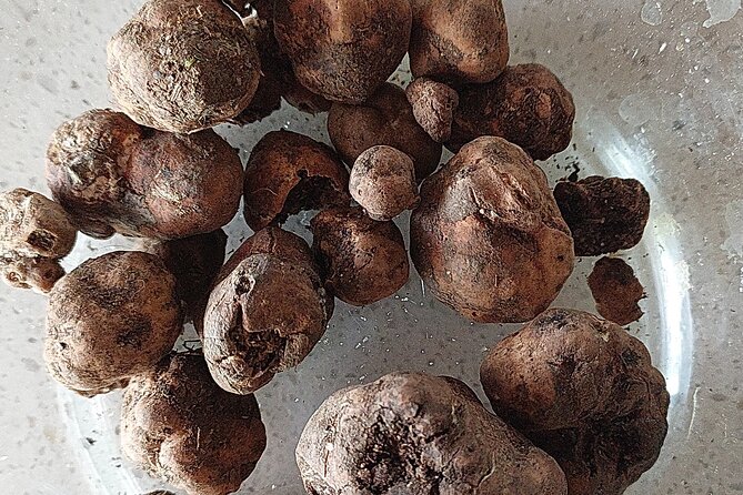 Truffle Hunting in Chianti, pasta class and lunch - What the woods and weather mean for your visit