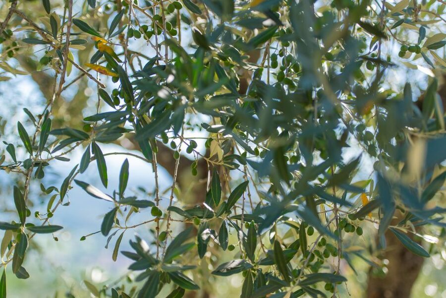 Tuscany: Leonardo da Vinci – Oil and Wine Discovery Tour - Olive oil tasting in a Tuscan setting