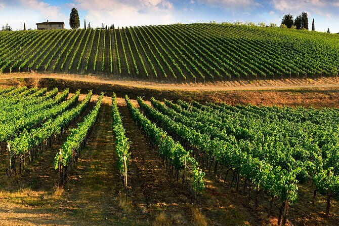 Wine tasting in TWO family wineries around Florence - Who Will Enjoy This Tour Most?