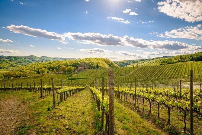 Wine tasting in TWO family wineries around Florence - A Short Stop in Greve in Chianti